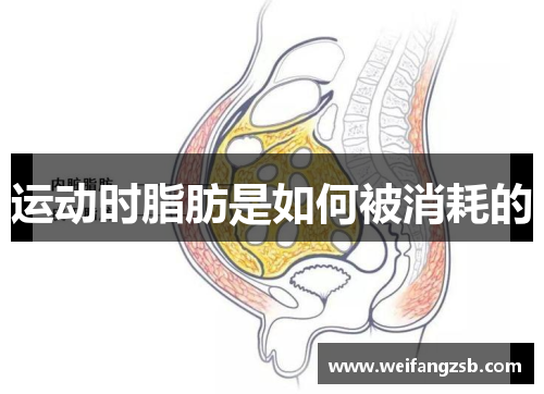 运动时脂肪是如何被消耗的
